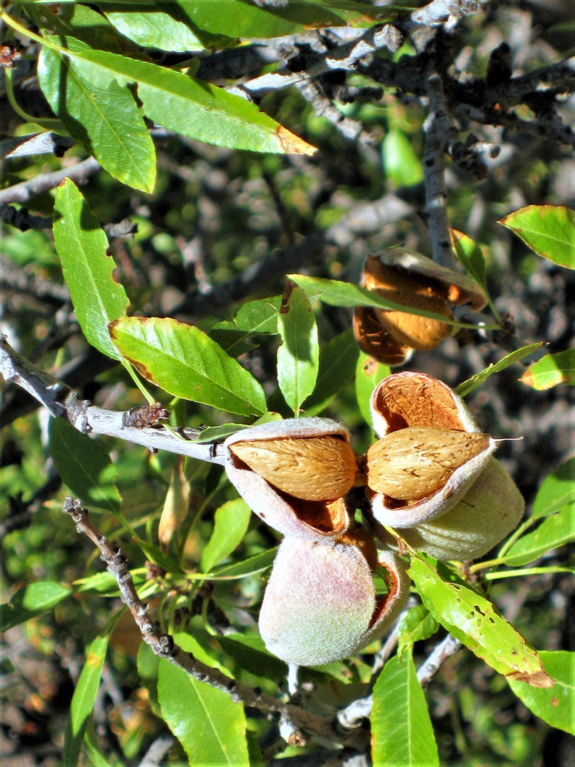 Almendra