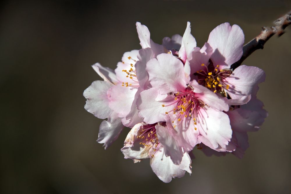 Almendra en Flor