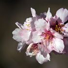 Almendra en Flor