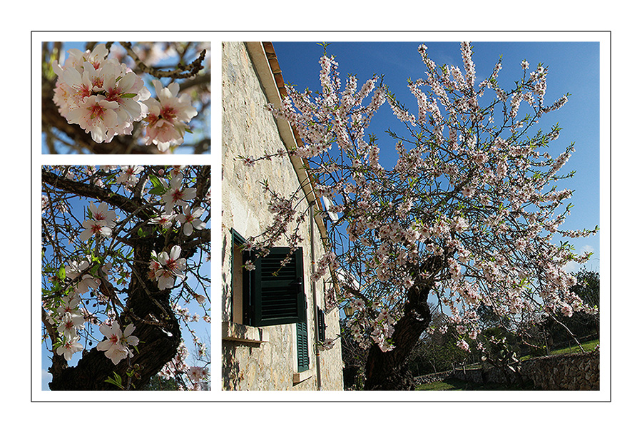 Almendra en flor