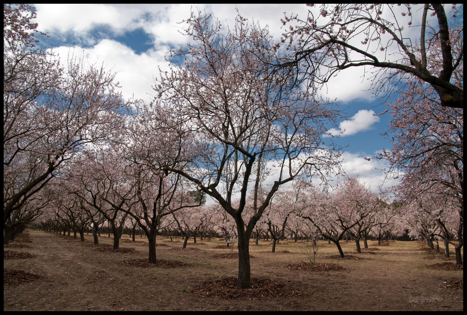 Almendrada