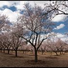 Almendrada