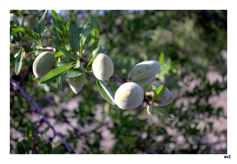 almendras