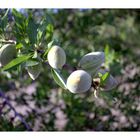 almendras