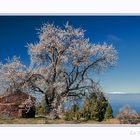 Almendras en Flor 2015 2