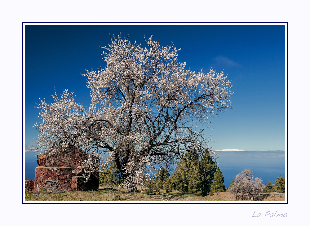 Almendras en Flor 2015 2