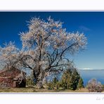 Almendras en Flor 2015 2