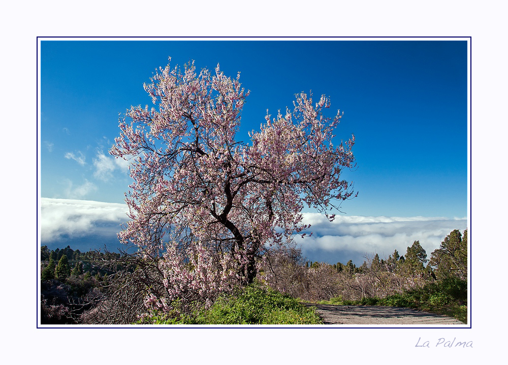 Almendras en Flor 2015