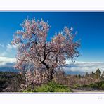 Almendras en Flor 2015