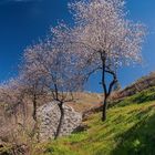 Almendras en Flor