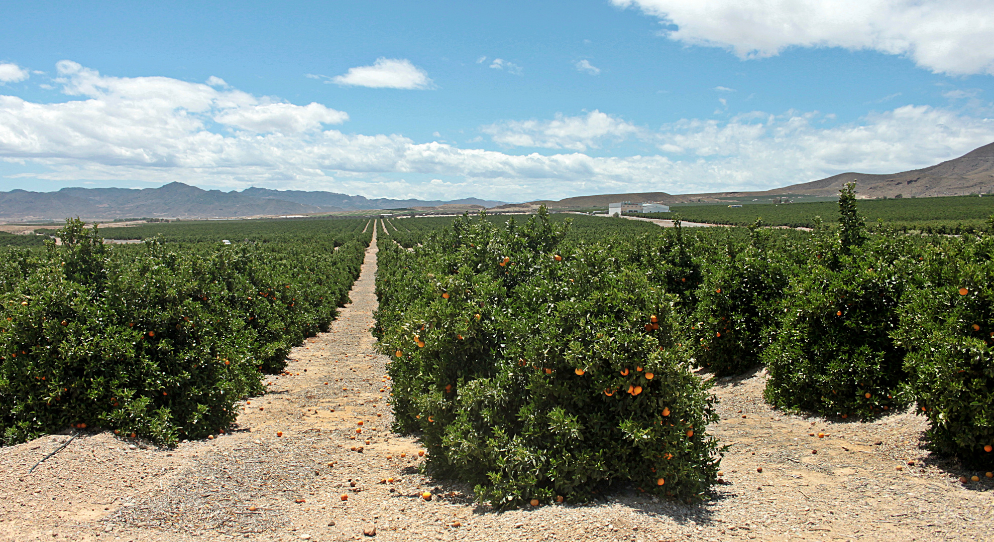 Almendricos...01