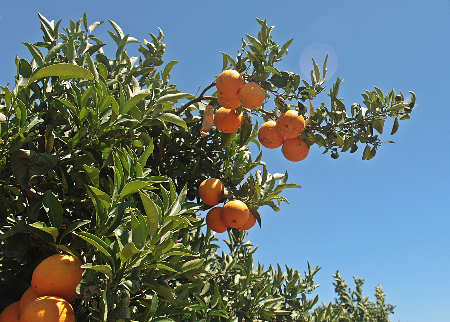 Almendricos...02