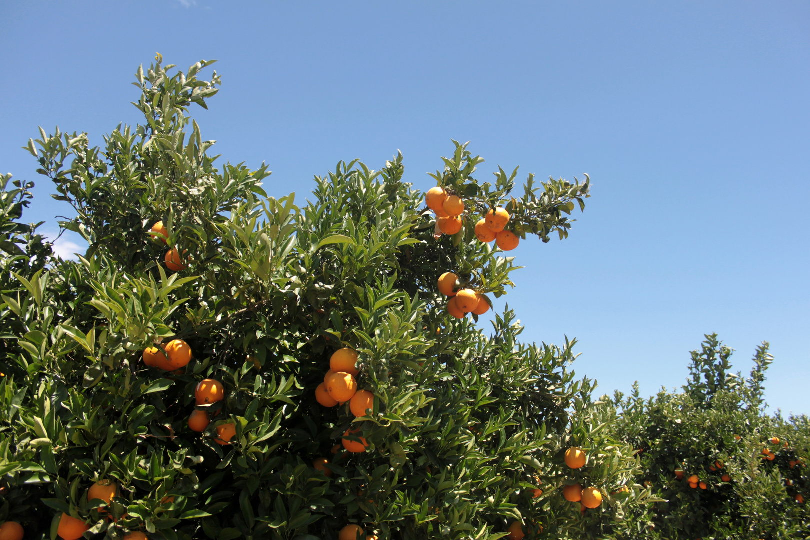 Almendricos...02a