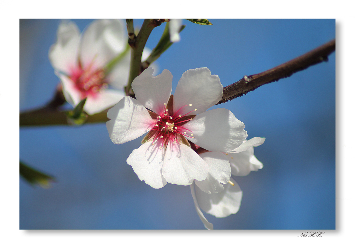 Almendro