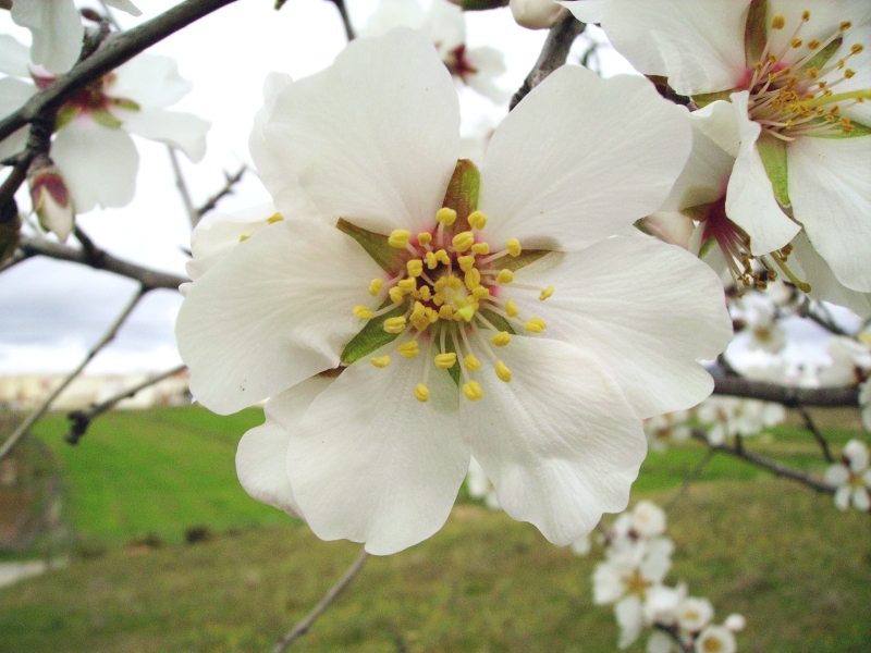 almendro