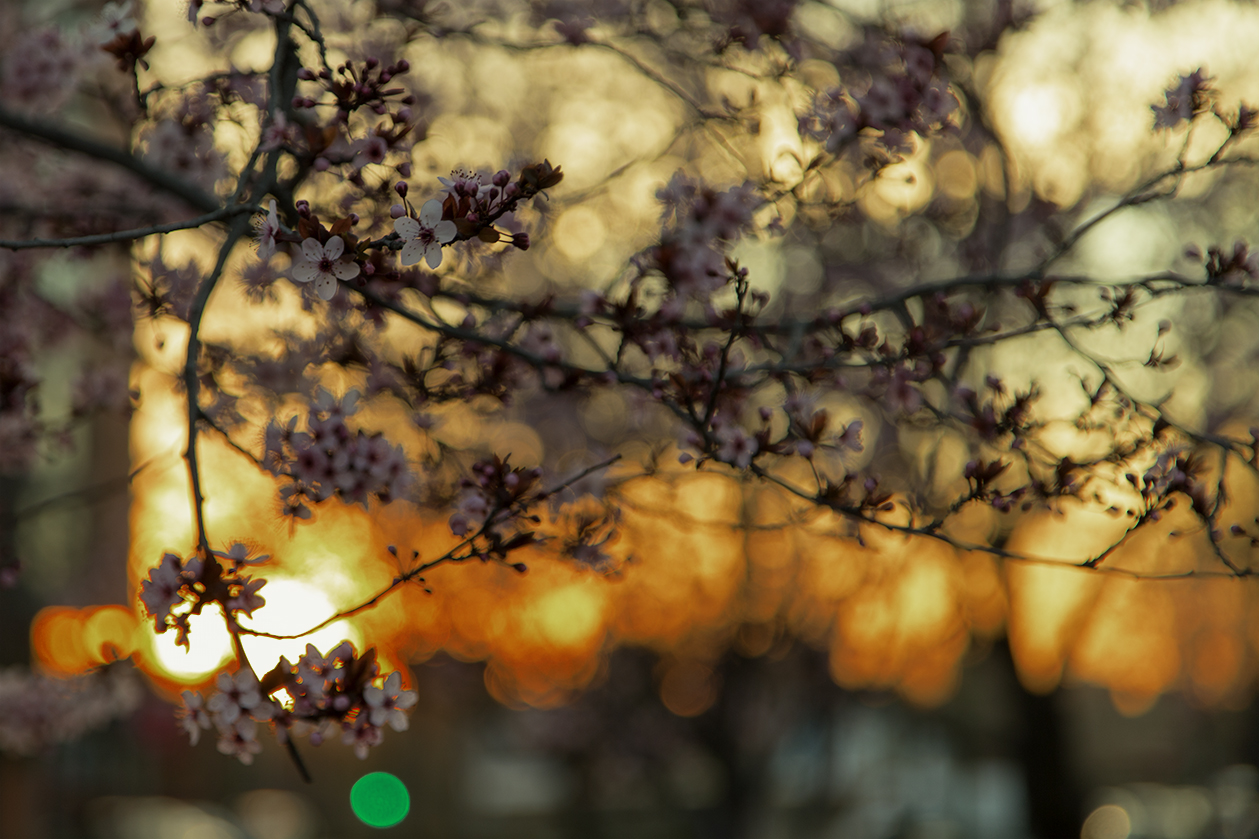 Almendro a la puesta de sol