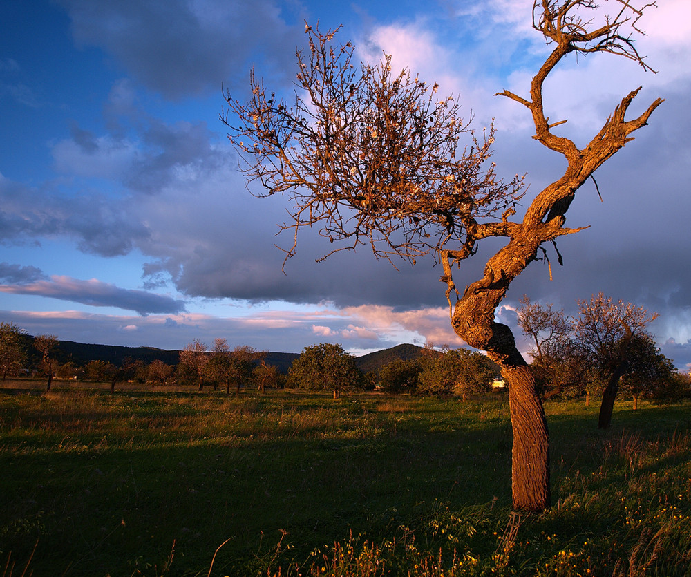 Almendro