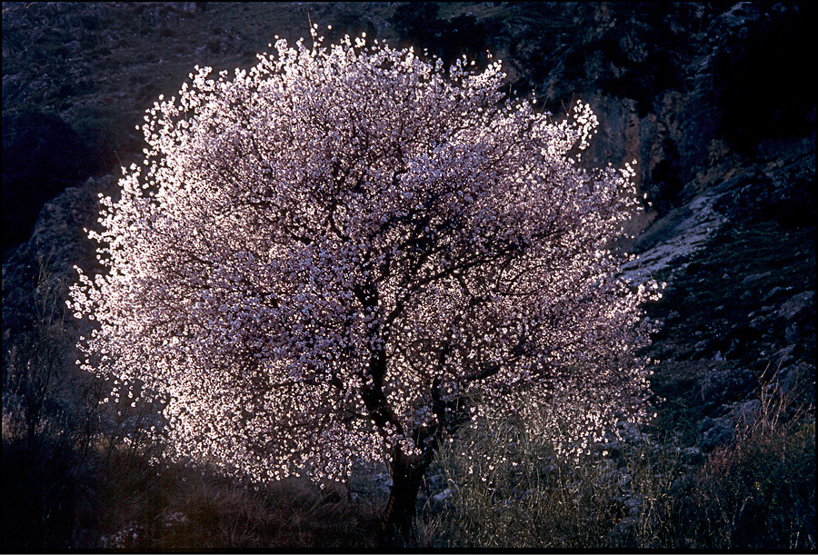 Almendro