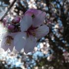 Almendro en flor