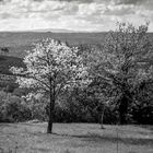 ALMENDRO EN FLOR