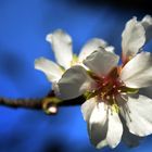 Almendro en flor