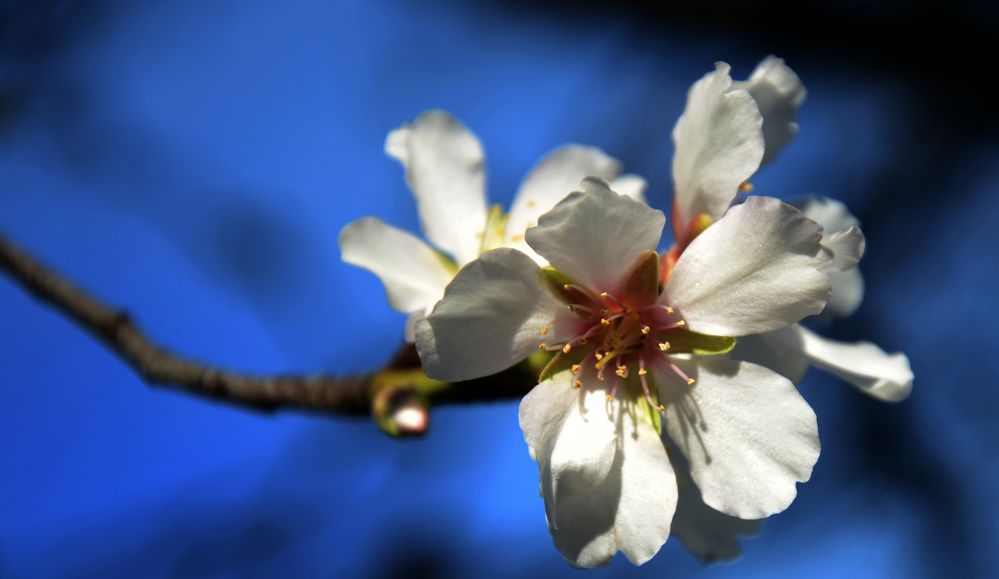 Almendro en flor