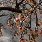 Almendro en flor