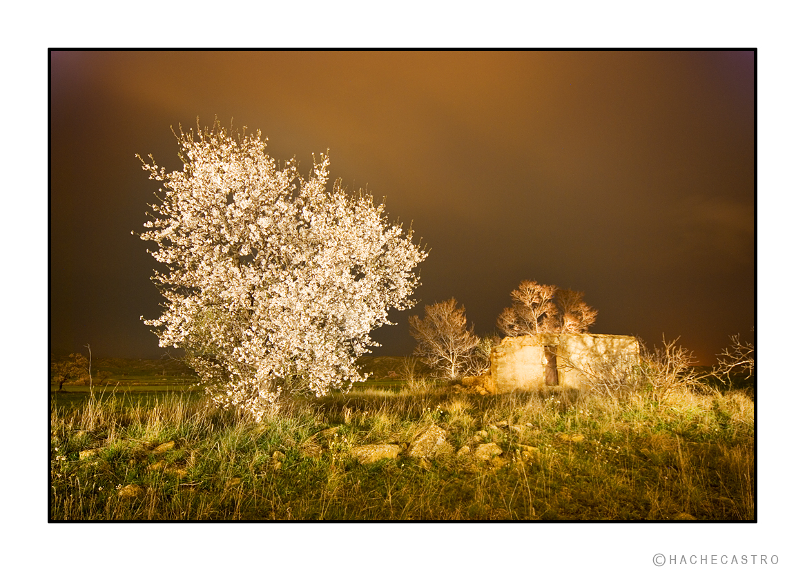 Almendro en flor