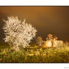 Almendro en flor