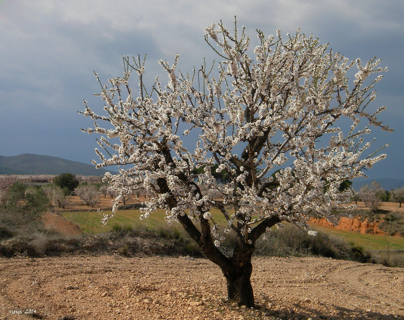 Almendro en flor