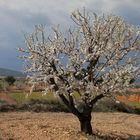 Almendro en flor