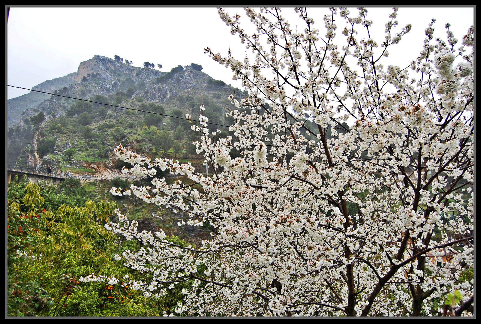 Almendro en flor