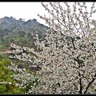 Almendro en flor