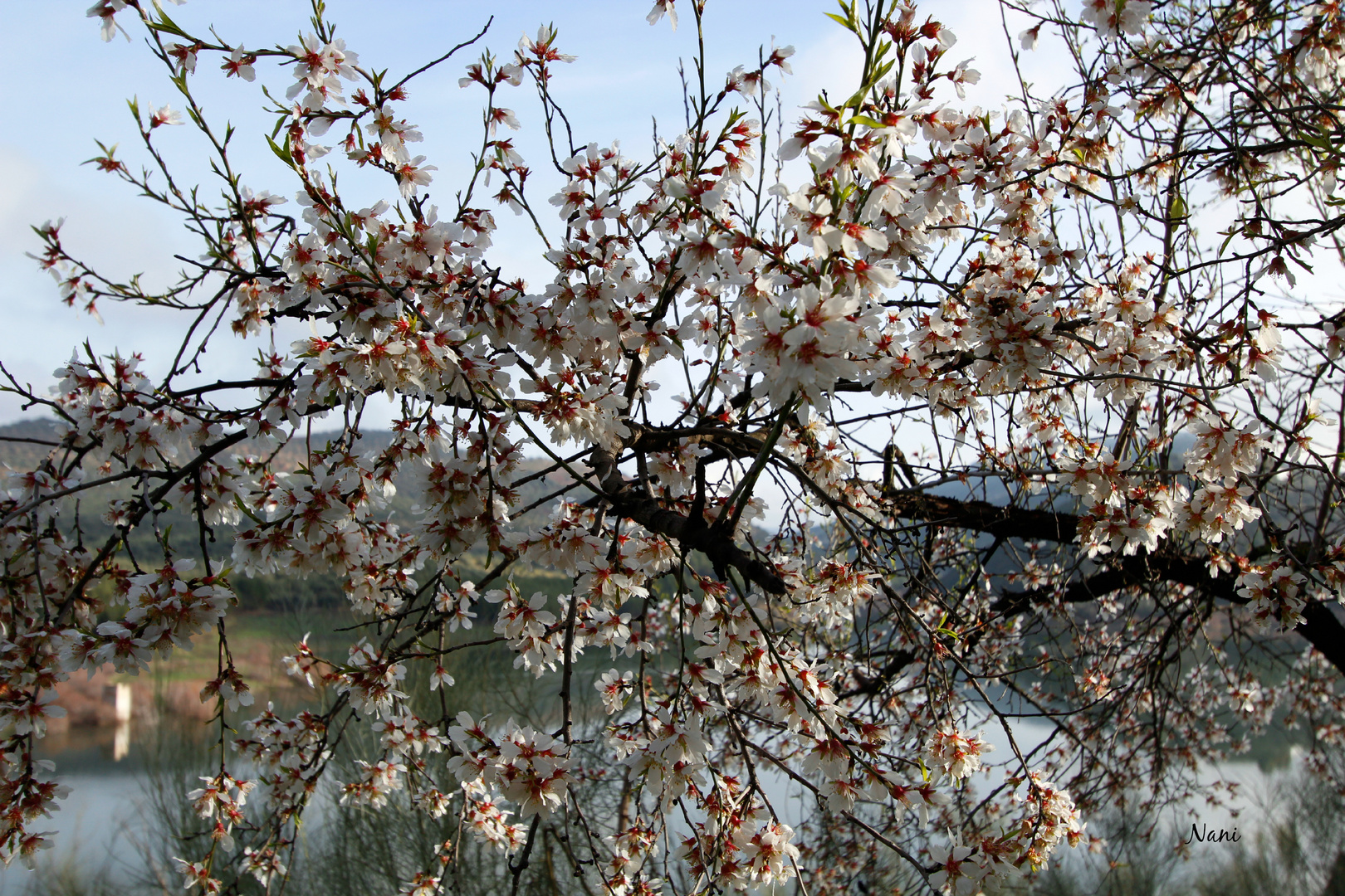 Almendro en flor