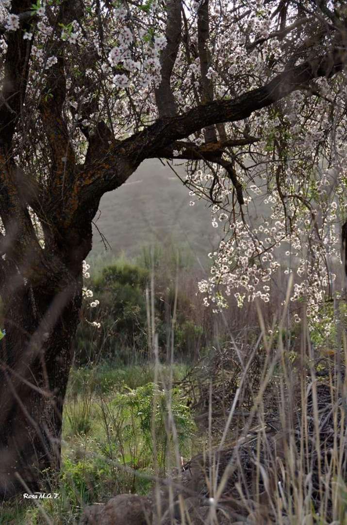 almendro en flor