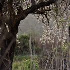 almendro en flor