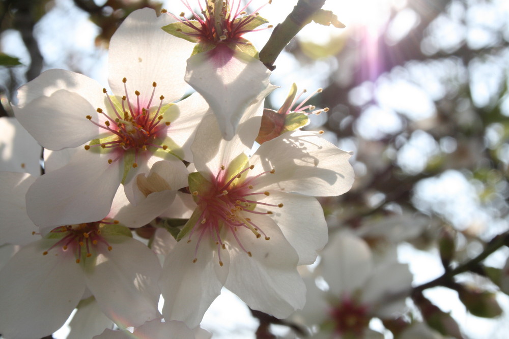 almendro en flor