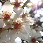 almendro en flor