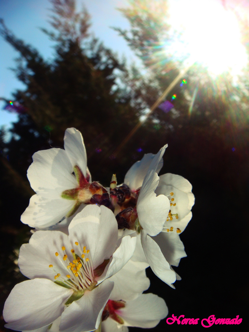 Almendro en flor