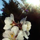 Almendro en flor