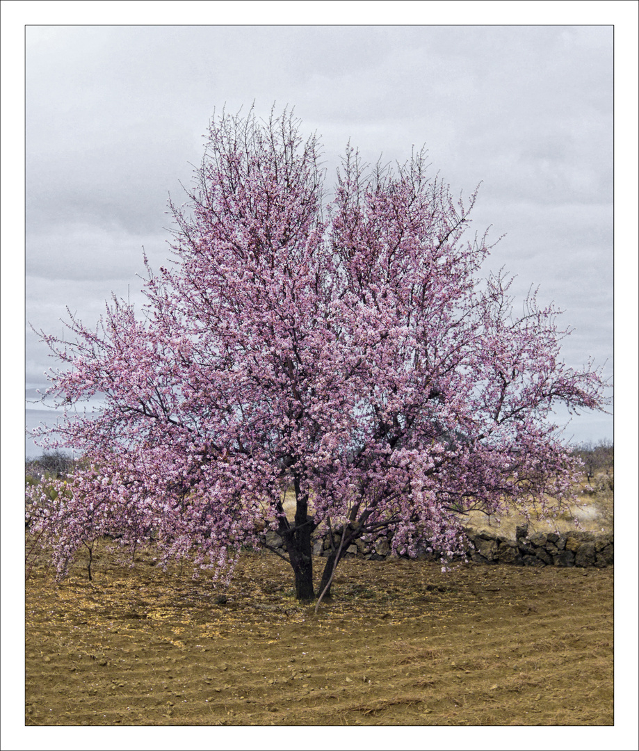 Almendro en Flor