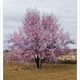 Almendro en Flor