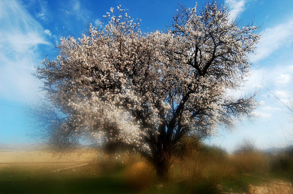 almendro en flor