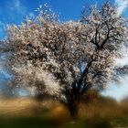 almendro en flor