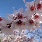 Almendro en flor