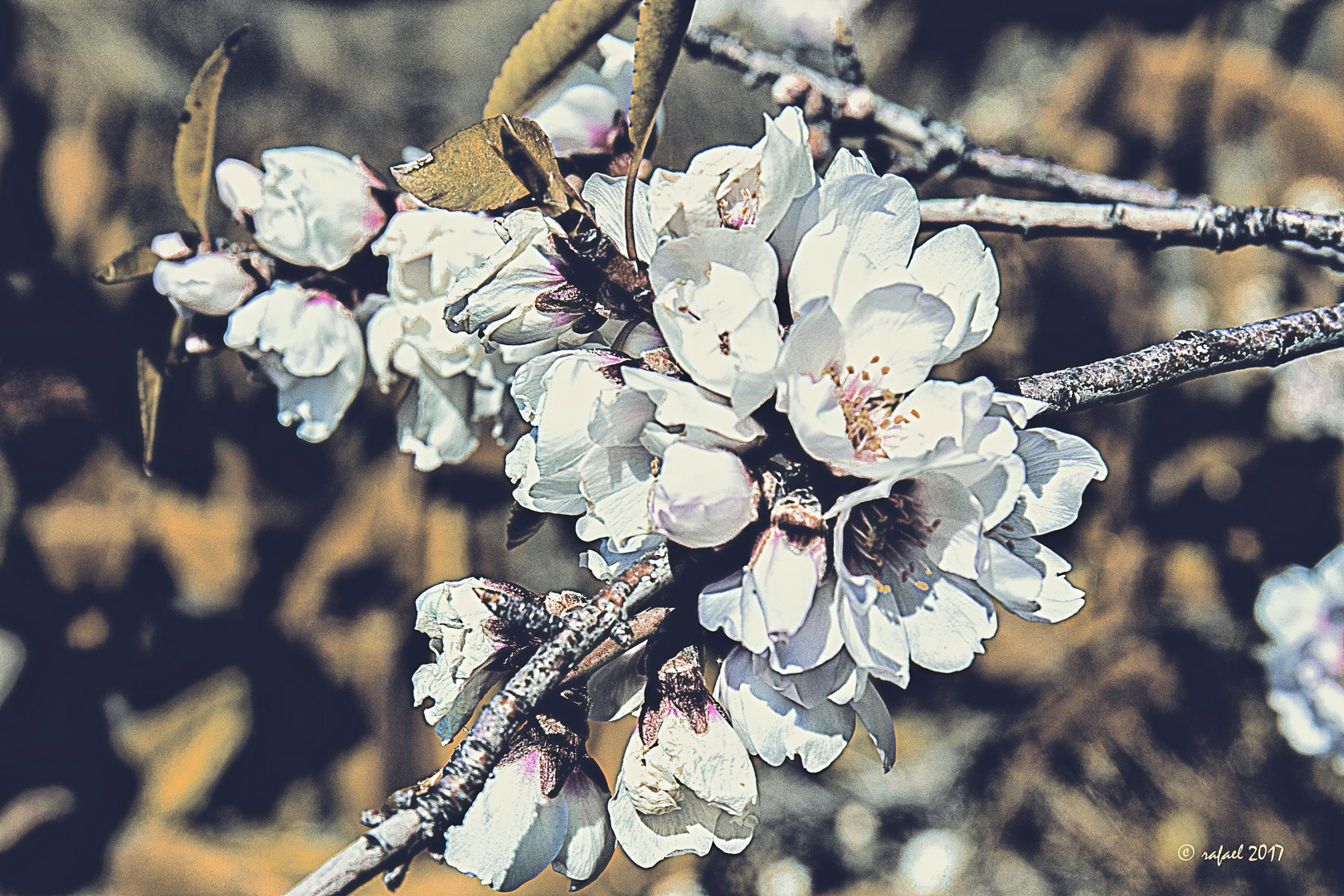 Almendro en flor (detalle)