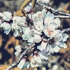 Almendro en flor (detalle)