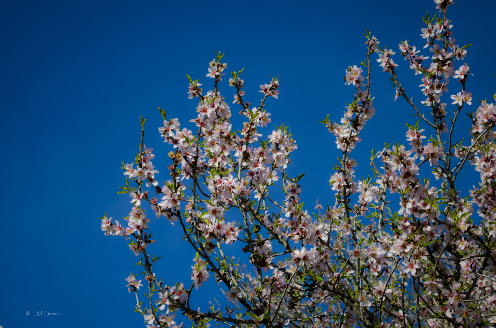 Almendro en flor