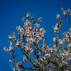 Almendro en flor