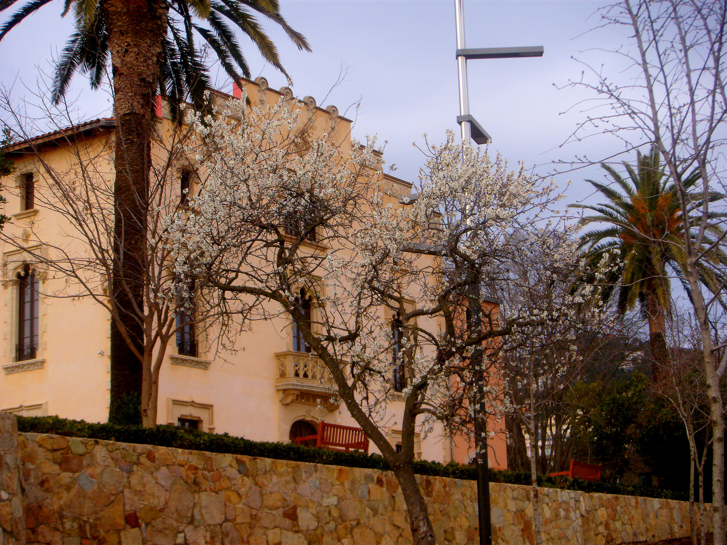 ALMENDRO EN FLOR